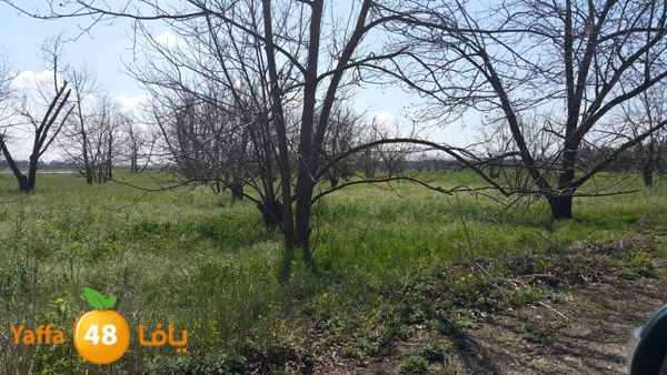 roben tabee3ar (11).JPG